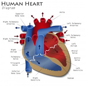 diagram-of-human-heart
